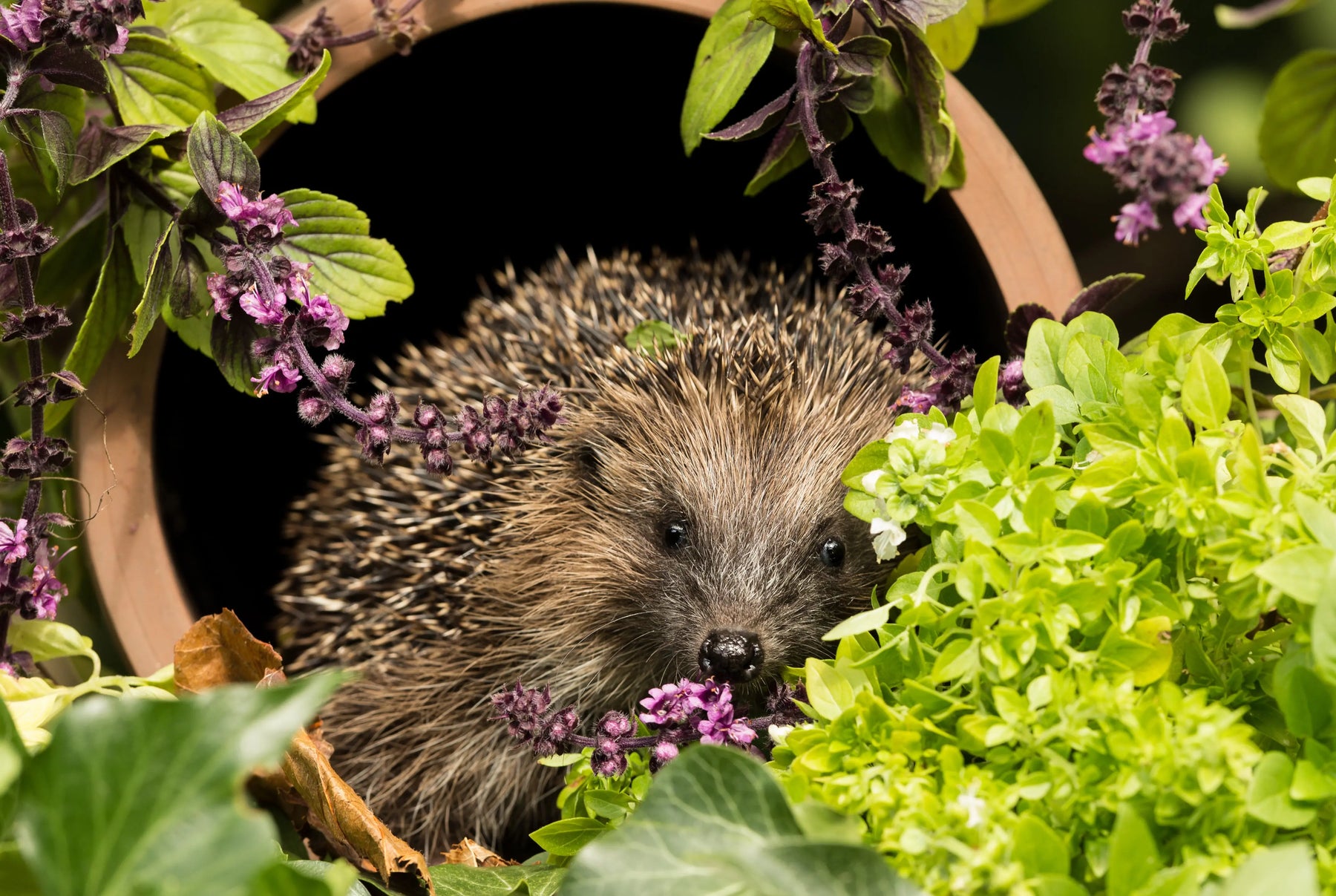 Attracting-Wildlife-to-your-Garden-1-Creating-Habitats Chestnut Mill