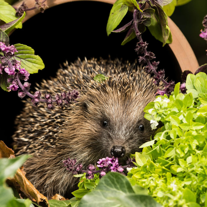 Attracting-Wildlife-to-your-Garden-1-Creating-Habitats Chestnut Mill