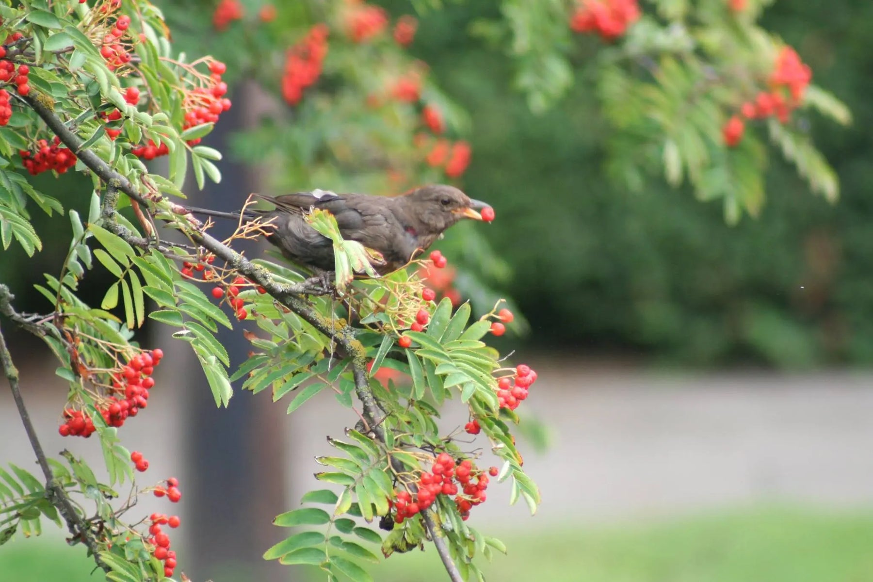 Attracting-Wildlife-to-your-Garden-2-Top-10-Plants-to-attract-Wild-Birds Chestnut Mill