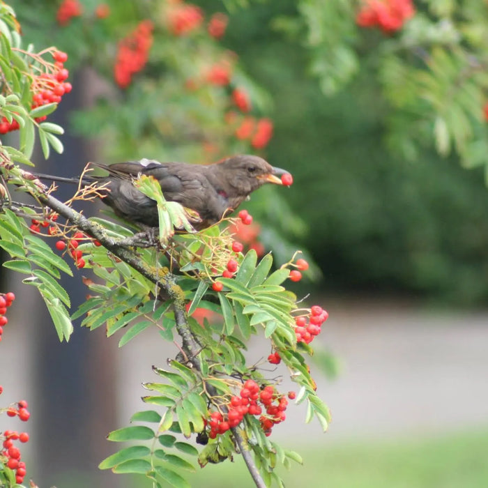 Attracting-Wildlife-to-your-Garden-2-Top-10-Plants-to-attract-Wild-Birds Chestnut Mill