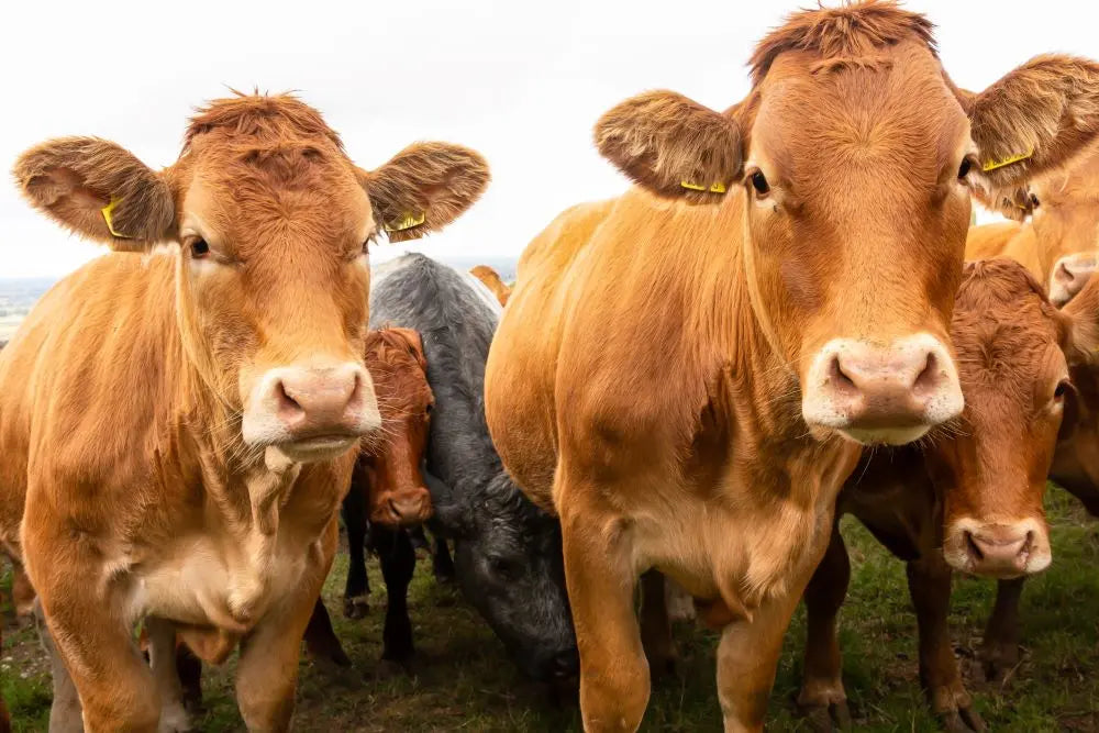 Autumn-Livestock-Nutrition-UK-Feed-and-Grazing-Tips-for-Smallholders Chestnut Mill