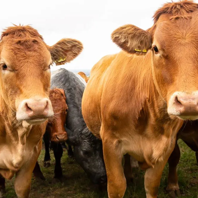 Autumn-Livestock-Nutrition-UK-Feed-and-Grazing-Tips-for-Smallholders Chestnut Mill