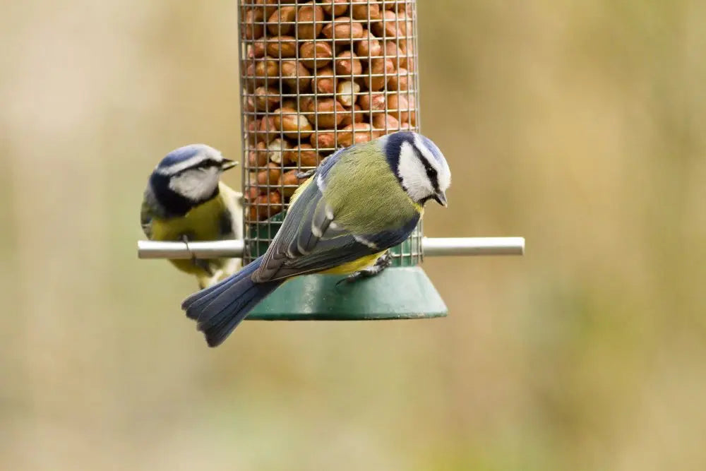 British-Garden-Birds-Discover-the-Top-10-Garden-Birds-in-the-UK Chestnut Mill