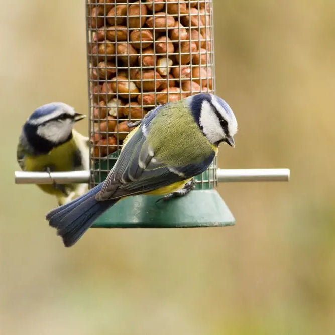 British-Garden-Birds-Discover-the-Top-10-Garden-Birds-in-the-UK Chestnut Mill