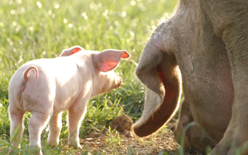 Pig-Breeds-in-Focus-British-Lop Chestnut Mill