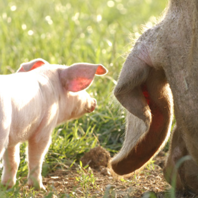 Pig-Breeds-in-Focus-British-Lop Chestnut Mill