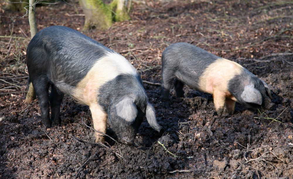 Pig-Breeds-in-Focus-British-Saddleback Chestnut Mill