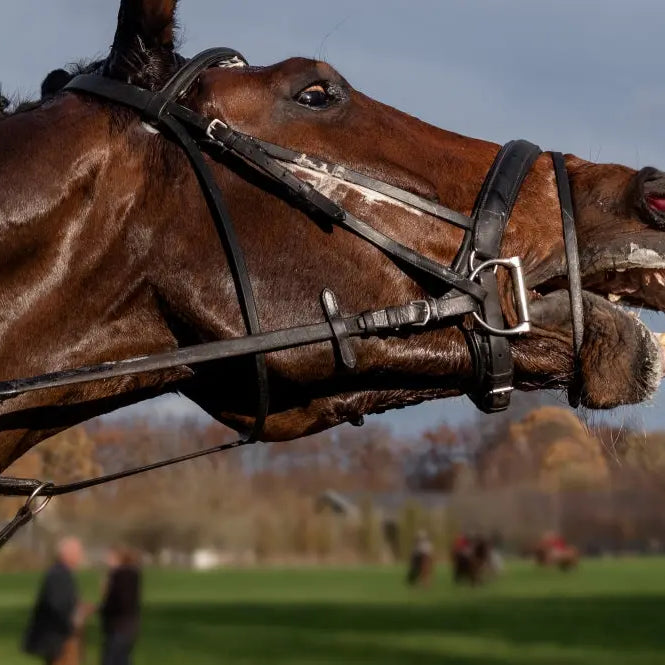 Calming-Horses-Management-Considerations Chestnut Mill