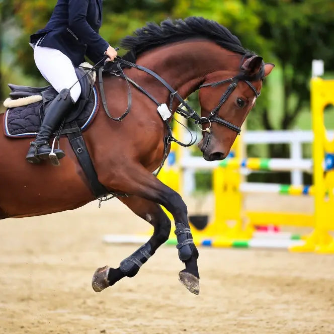 Calming-Horses-Top-Tips Chestnut Mill