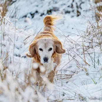 Cold-Weather-Tips-for-Dog-Owners Chestnut Mill