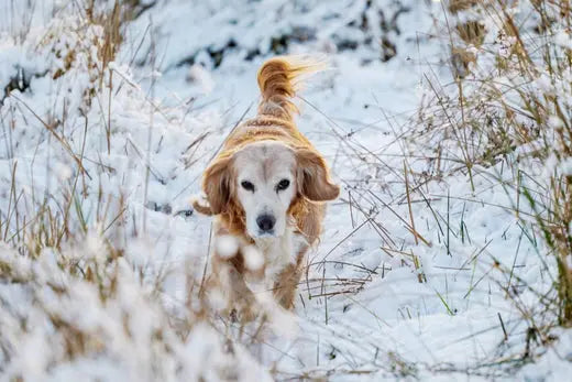 Cold-Weather-Tips-for-Dog-Owners Chestnut Mill