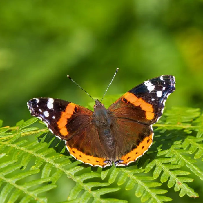 Creating-a-Flutter-How-to-Attract-Butterflies-to-Your-Garden Chestnut Mill