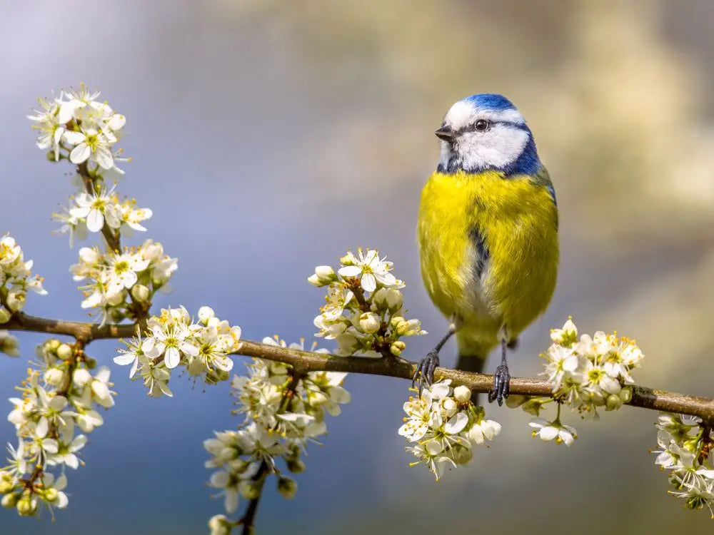 Creating-a-Wildlife-Oasis-Transform-Your-UK-Garden-into-a-Biodiversity-Haven Chestnut Mill