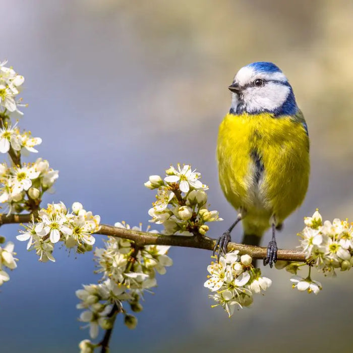 Creating-a-Wildlife-Oasis-Transform-Your-UK-Garden-into-a-Biodiversity-Haven Chestnut Mill