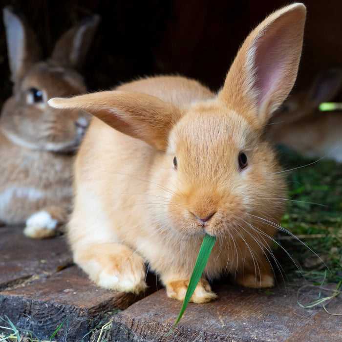 Demystifying-Rabbit-Diet-What-Exactly-to-Feed-Your-Furry-Friend Chestnut Mill