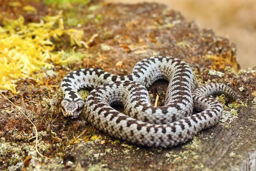 Dogs-and-Snake-Bites Chestnut Mill