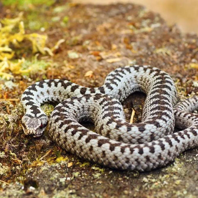 Dogs-and-Snake-Bites Chestnut Mill