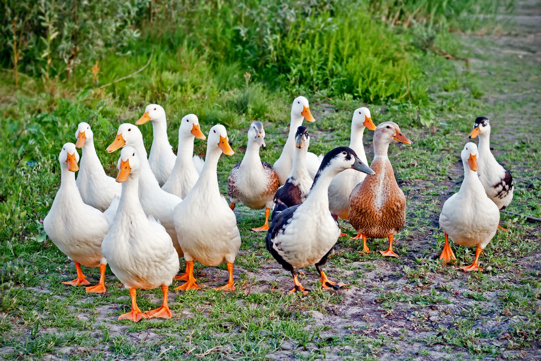 A-Guide-to-Duck-Goose-Feed Chestnut Mill