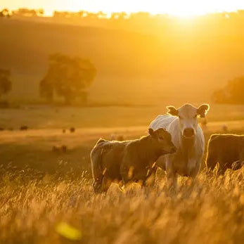 Enhance-Livestock-Health-and-the-Environment-with-Sustainable-Farming Chestnut Mill