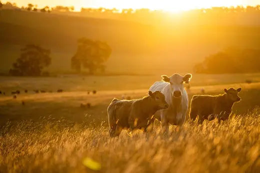 Enhance-Livestock-Health-and-the-Environment-with-Sustainable-Farming Chestnut Mill