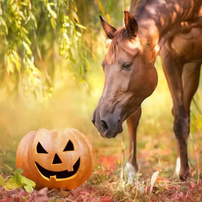 Equestrian-Halloween-Top-Treats-Toys-for-Your-Horse Chestnut Mill