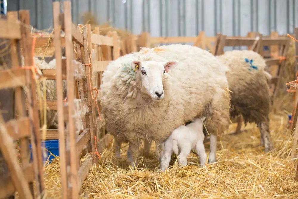 Essential-Guide-to-Lambing-Season-Get-Prepared Chestnut Mill