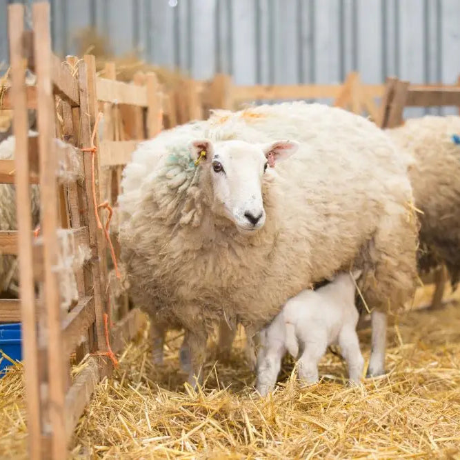 Essential-Guide-to-Lambing-Season-Get-Prepared Chestnut Mill