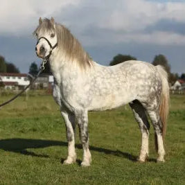 Feeding-Natives-Hardy-Horse-Breeds-in-the-UK Chestnut Mill