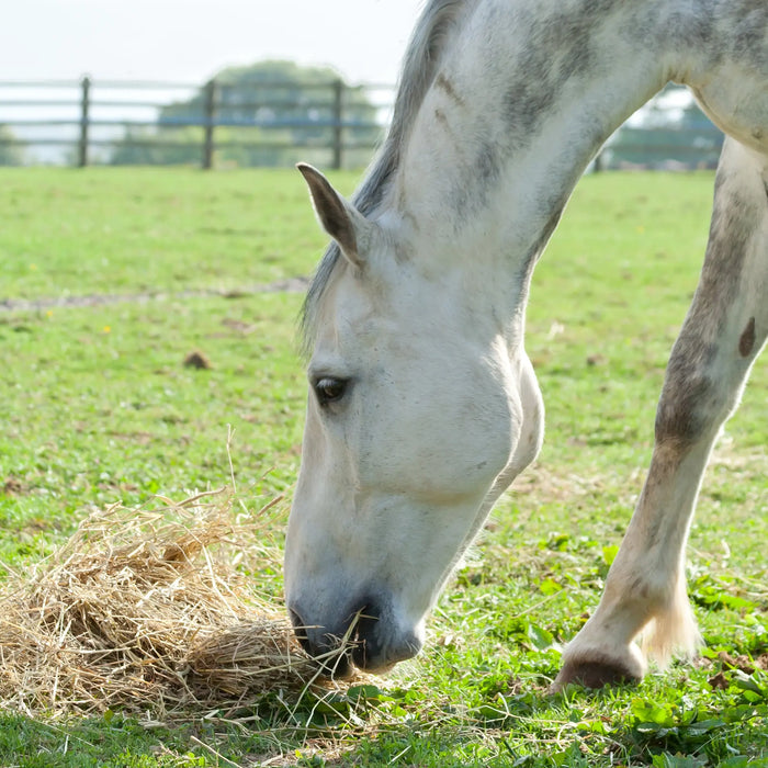 Feeding-Tips-for-Horses Chestnut Mill