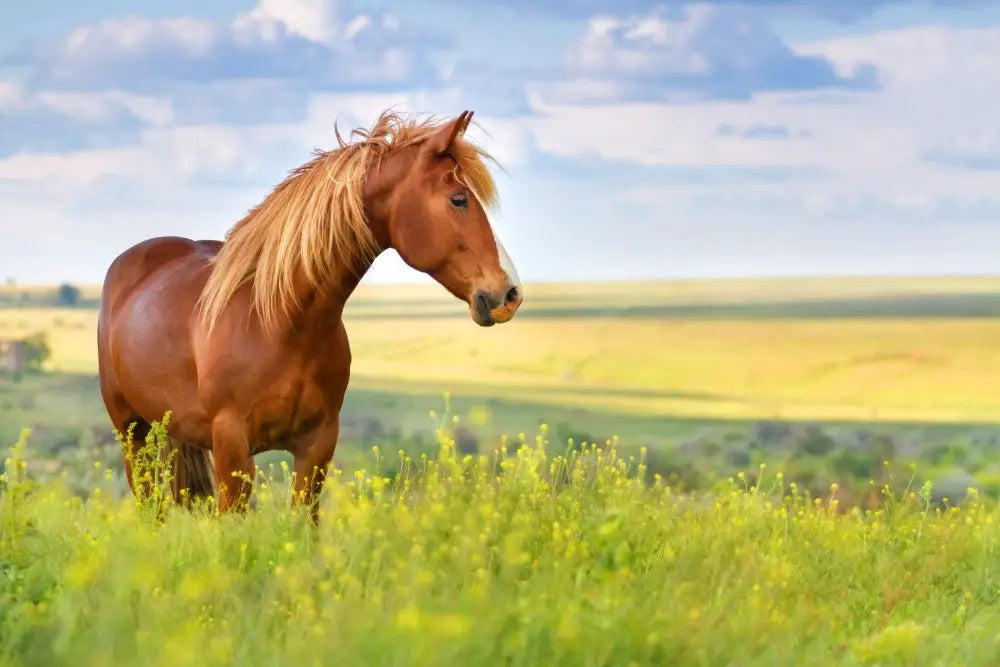 Get-your-Horse-Ready-for-Spring Chestnut Mill