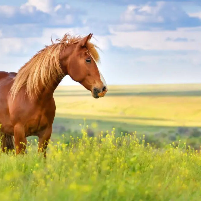 Get-your-Horse-Ready-for-Spring Chestnut Mill