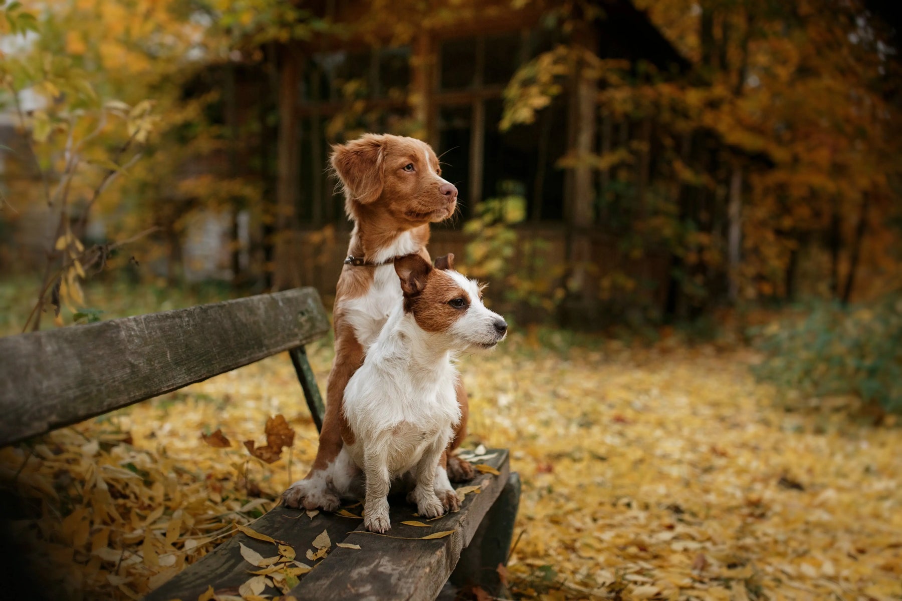 Get-your-pet-ready-for-Autumn Chestnut Mill