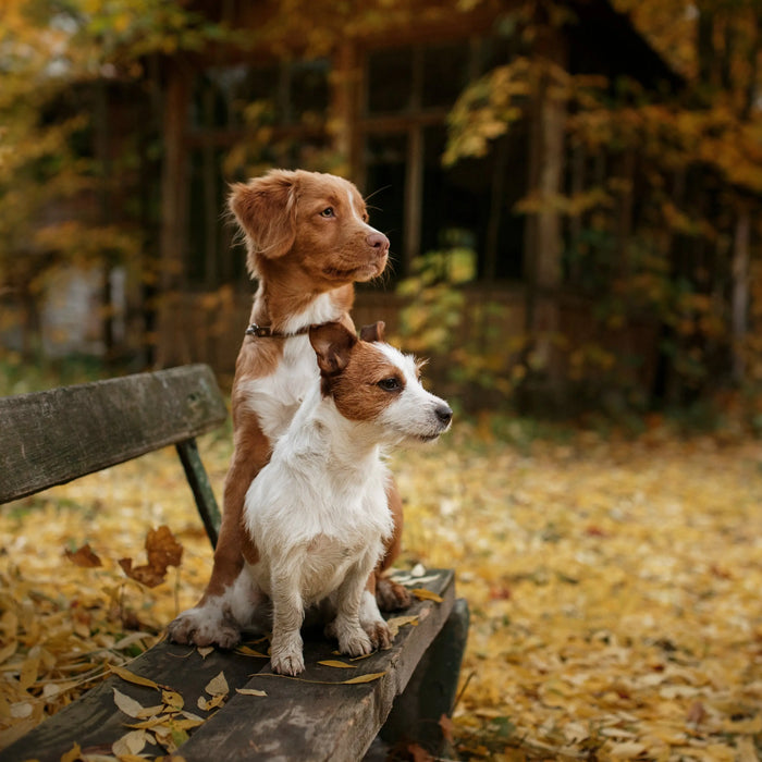 Get-your-pet-ready-for-Autumn Chestnut Mill