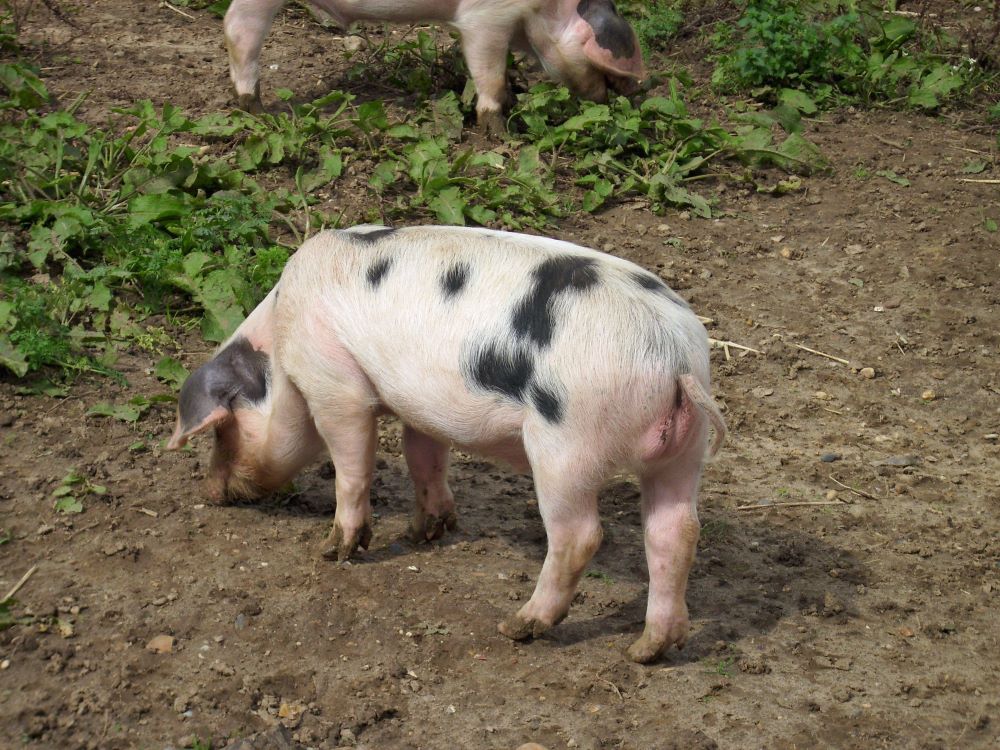 Pig-Breeds-in-Focus-Gloucester-Old-Spot Chestnut Mill