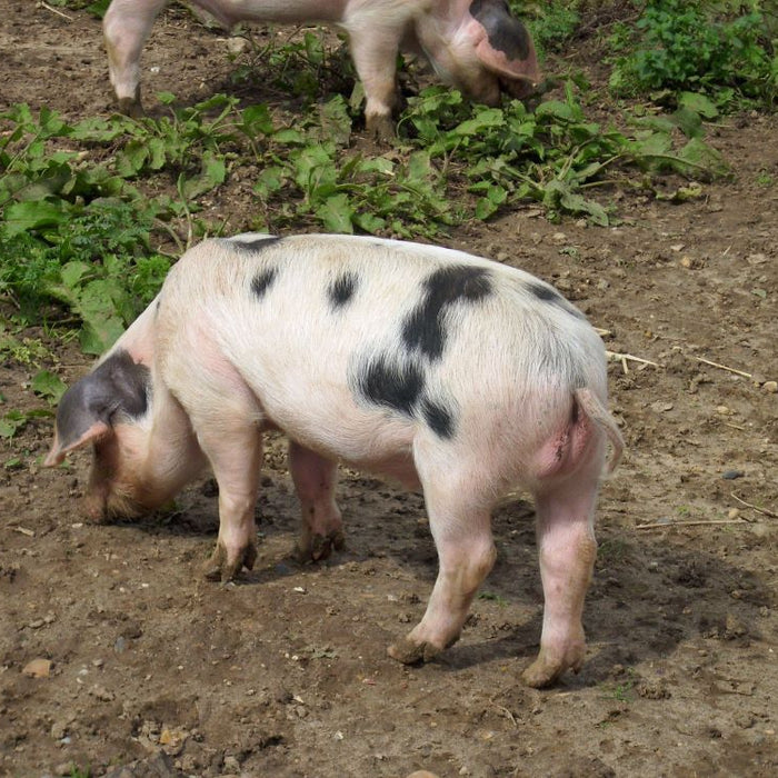 Pig-Breeds-in-Focus-Gloucester-Old-Spot Chestnut Mill