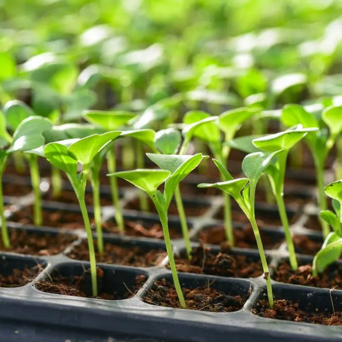 Grow-Your-Own-April-Jobs Chestnut Mill