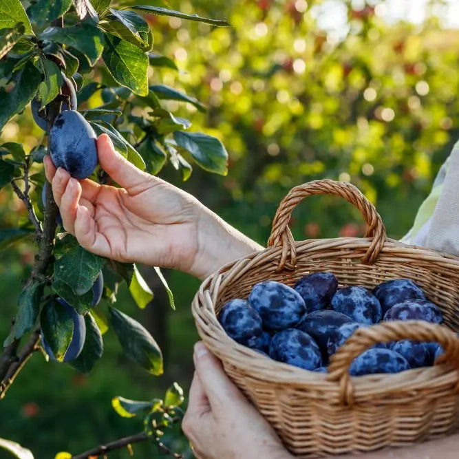 Grow-Your-Own-August-Jobs Chestnut Mill