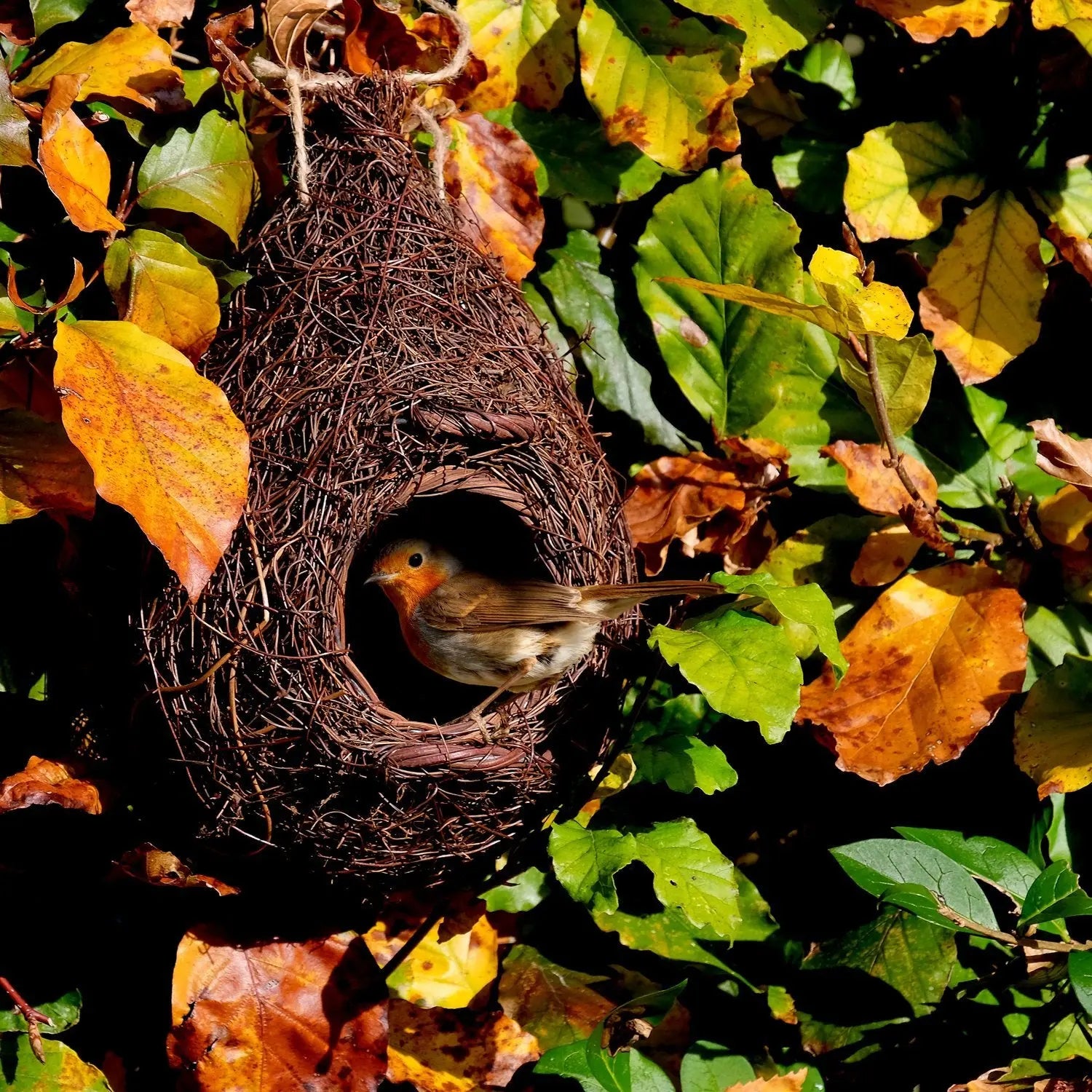 Guide-to-Choosing-your-Nest-Box Chestnut Mill