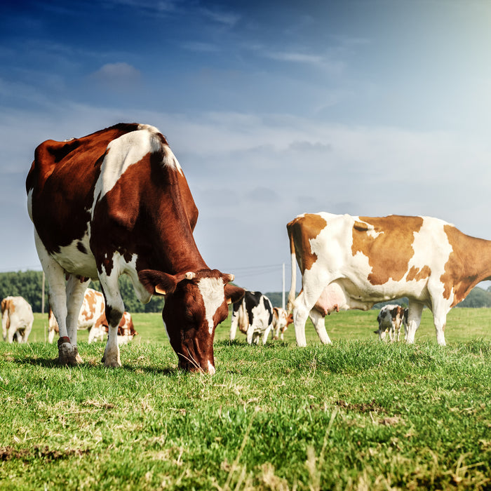 Top-Tips-to-reduce-mastitis-with-spring-calving Chestnut Mill