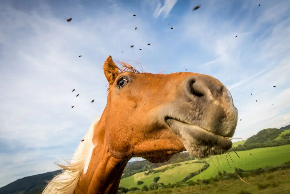 Horse-Nutrition-Care-Benefits-of-feeding-Garlic Chestnut Mill