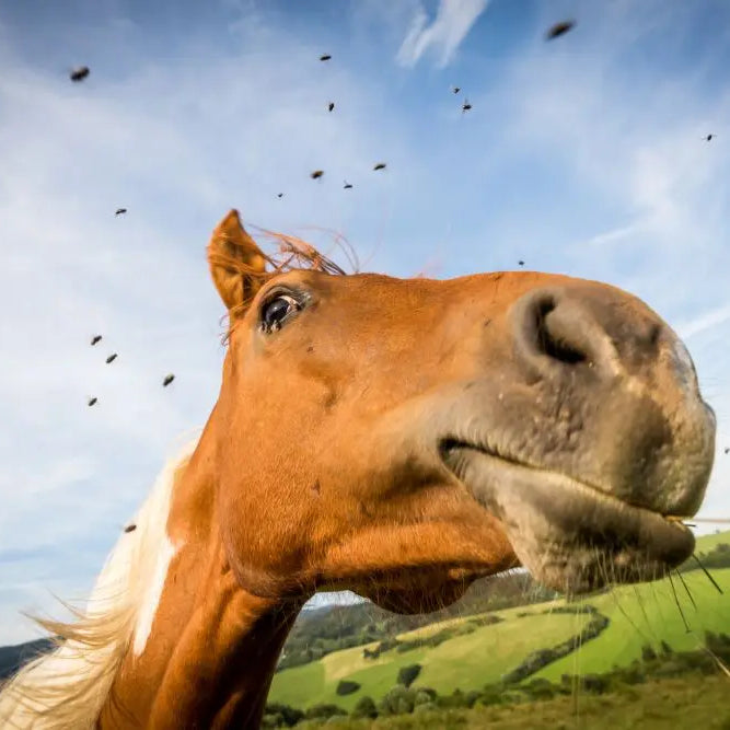 Horse-Nutrition-Care-Benefits-of-feeding-Garlic Chestnut Mill