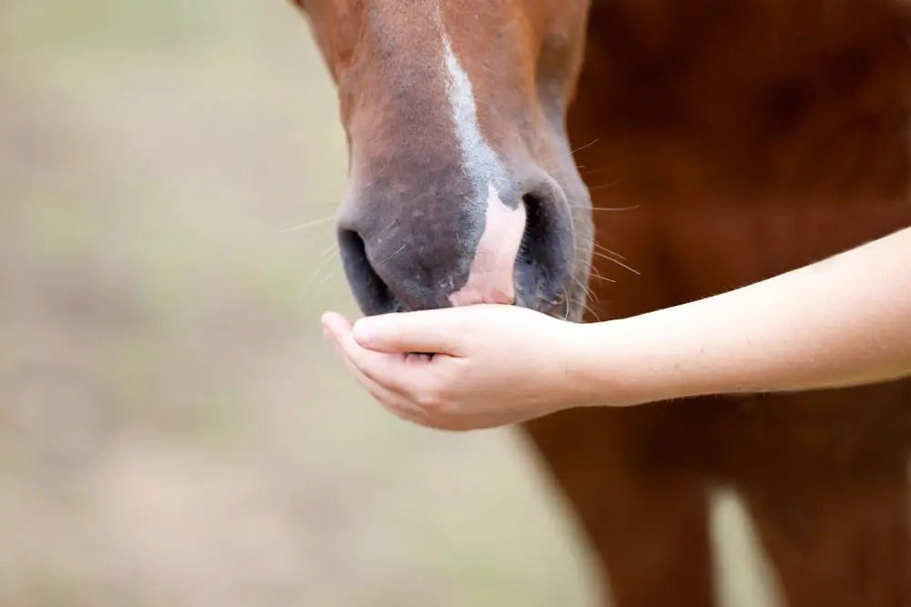 Horse-Nutrition-Care-Gastric-Ulcers Chestnut Mill