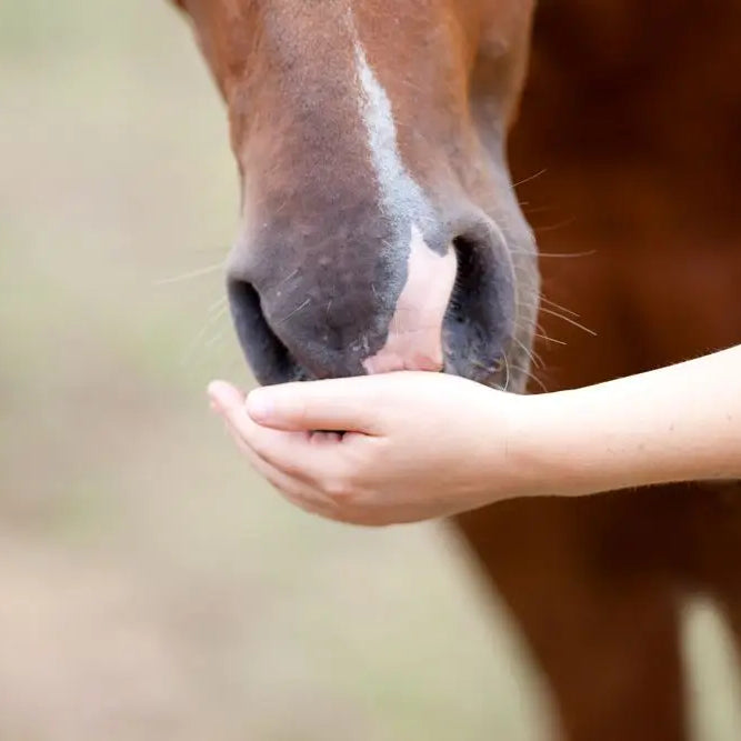 Horse-Nutrition-Care-Gastric-Ulcers Chestnut Mill