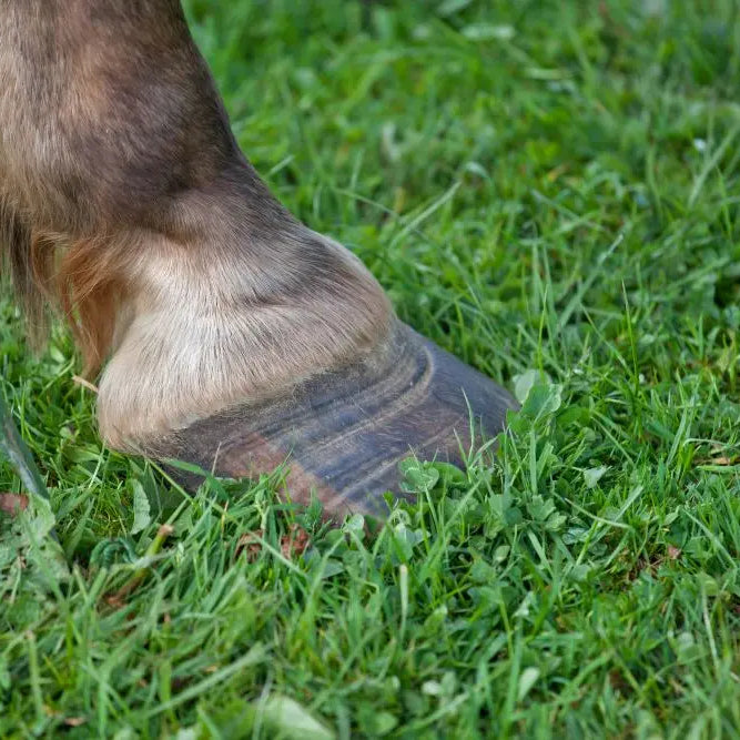 Horse-Nutrition-Care-Laminitis Chestnut Mill