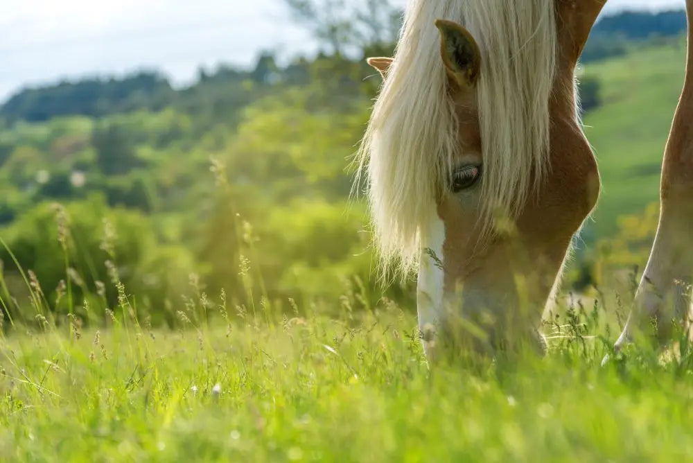 Horse-Spring-Nutrition Chestnut Mill