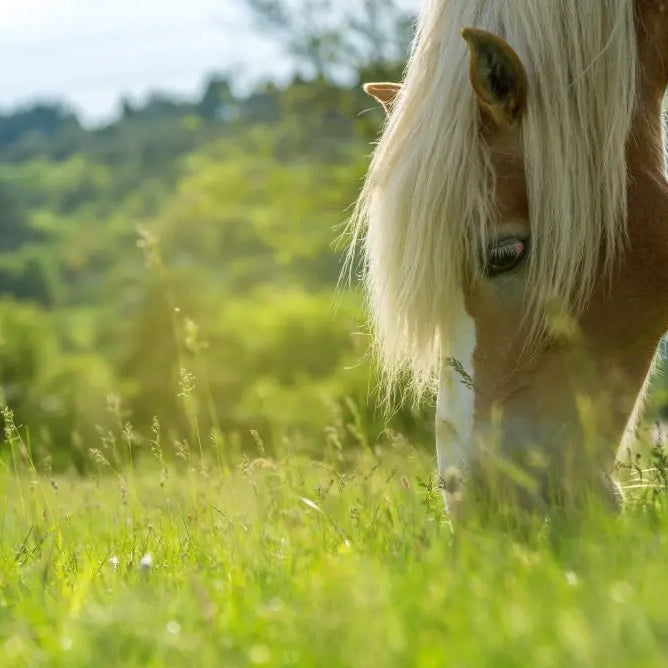 Horse-Spring-Nutrition Chestnut Mill