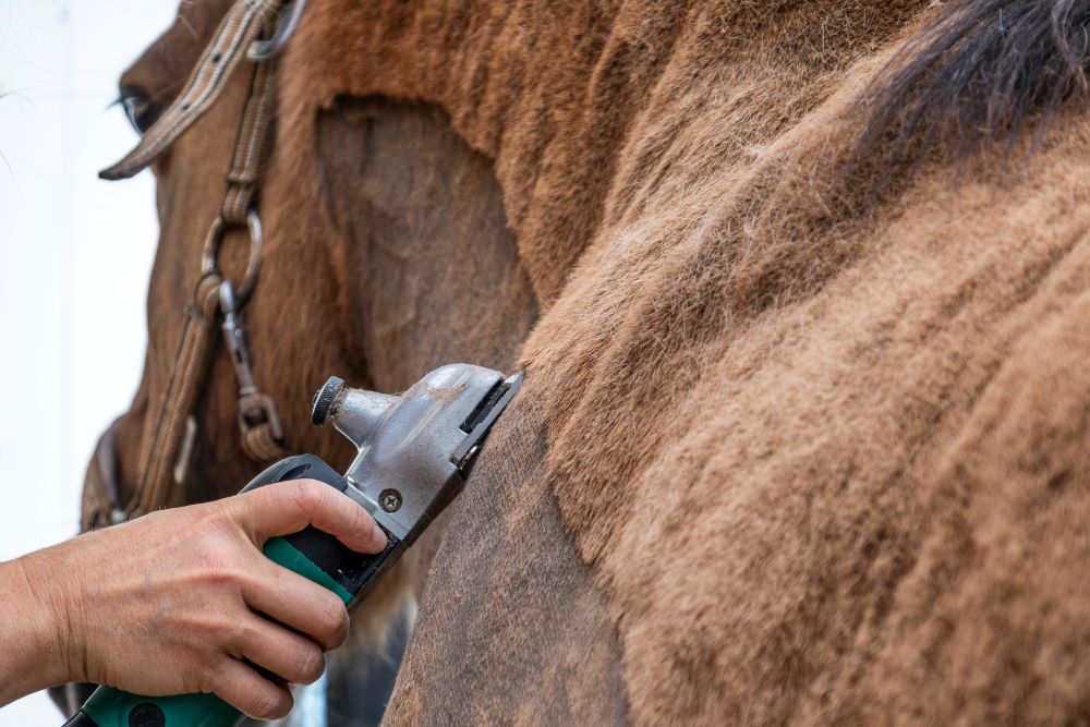 Master-Horse-Clipping-in-10-Simple-Steps Chestnut Mill