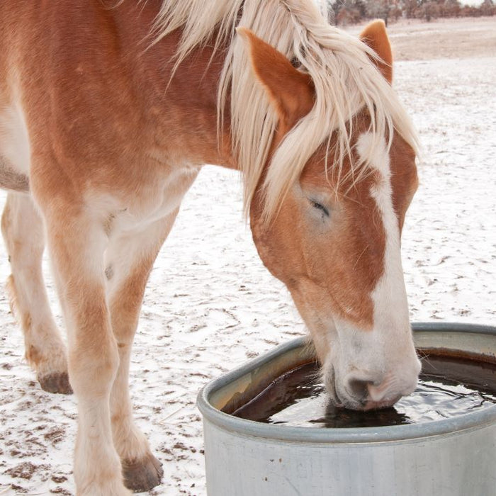 Horse-Health-Combating-Dehydration-this-Winter Chestnut Mill