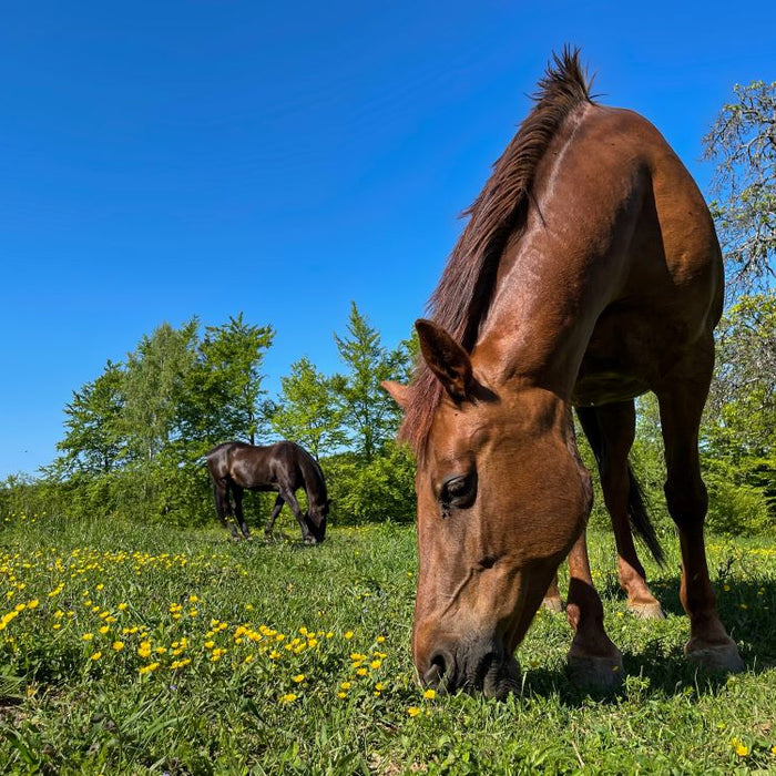 Managing-Spring-Turnout-for-sugar-sensitive-ponies-and-horses Chestnut Mill