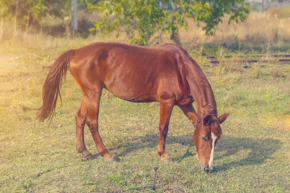 How-to-Identify-and-Manage-Poor-Condition-in-Horses Chestnut Mill